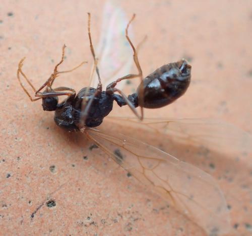 Réf. 191 824 : Tetramorium sp.